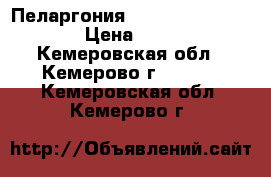 Пеларгония 'Richard Hodgson' › Цена ­ 200 - Кемеровская обл., Кемерово г.  »    . Кемеровская обл.,Кемерово г.